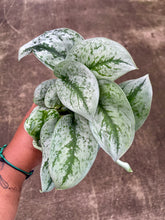 Load image into Gallery viewer, Scindapsus pictus 'Dappled Dude'