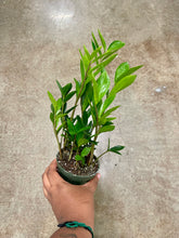 Load image into Gallery viewer, Zamioculcas zamiifolia 'Zamicro' (ZZ Plant)