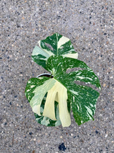 Load image into Gallery viewer, Monstera deliciosa 'Thai Constellation' (Swiss Cheese Plant)