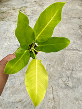 Load image into Gallery viewer, Philodendron erubescens 'Moonlight'