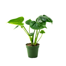 Load image into Gallery viewer, Monstera deliciosa (Swiss Cheese Plant)