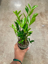 Load image into Gallery viewer, Zamioculcas zamiifolia 'Zamicro' (ZZ Plant)