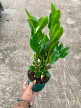 Load image into Gallery viewer, Zamioculcas zamiifolia (ZZ Plant)