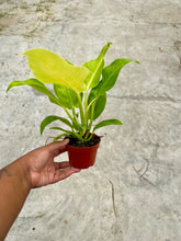 Load image into Gallery viewer, Philodendron erubescens 'Moonlight'