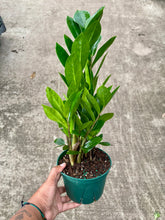 Load image into Gallery viewer, Zamioculcas zamiifolia (ZZ Plant)