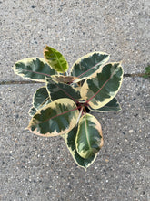 Load image into Gallery viewer, Ficus elastica 'Tineke' (Rubber Tree)