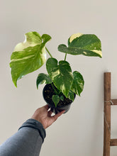 Load image into Gallery viewer, Monstera deliciosa 'Thai Constellation' (Swiss Cheese Plant)