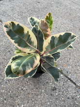 Load image into Gallery viewer, Ficus elastica 'Tineke' (Rubber Tree)