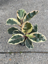 Load image into Gallery viewer, Ficus elastica 'Tineke' (Rubber Tree)