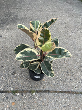 Load image into Gallery viewer, Ficus elastica 'Tineke' (Rubber Tree)