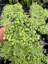 Load image into Gallery viewer, Peperomia prostrata (String of Turtles)