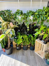 Load image into Gallery viewer, Zamioculcas zamiifolia 'Supernova' (ZZ Plant)