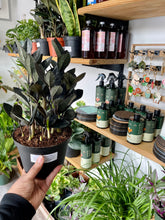 Load image into Gallery viewer, Zamioculcas zamiifolia 'Supernova' (ZZ Plant)