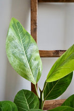 Load image into Gallery viewer, Ficus altissima (Council Tree)