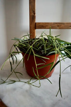 Load image into Gallery viewer, Hoya linearis