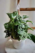 Load image into Gallery viewer, Monstera adansonii subsp. laniata (Wide Form) (Swiss Cheese Vine)