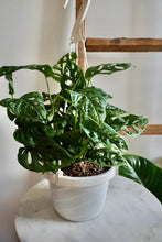 Load image into Gallery viewer, Monstera adansonii subsp. laniata (Wide Form) (Swiss Cheese Vine)