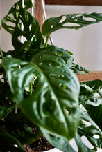 Load image into Gallery viewer, Monstera adansonii subsp. laniata (Wide Form) (Swiss Cheese Vine)