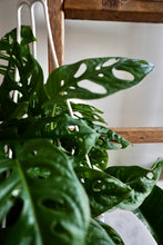 Load image into Gallery viewer, Monstera adansonii subsp. laniata (Wide Form) (Swiss Cheese Vine)
