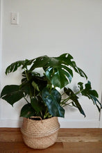 Load image into Gallery viewer, Monstera deliciosa (Swiss Cheese Plant)