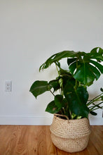 Load image into Gallery viewer, Monstera deliciosa (Swiss Cheese Plant)