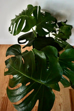 Load image into Gallery viewer, Monstera deliciosa (Swiss Cheese Plant)