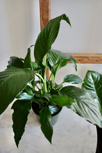 Load image into Gallery viewer, Spathiphyllum wallisii (Peace Lily)
