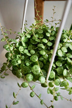 Load image into Gallery viewer, Peperomia prostrata (String of Turtles)