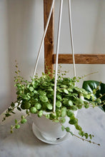 Load image into Gallery viewer, Peperomia prostrata (String of Turtles)
