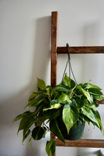 Load image into Gallery viewer, Philodendron hederaceum 'Brasil' (Heartleaf Philodendron)