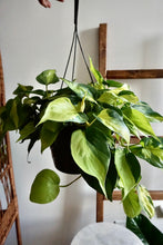 Load image into Gallery viewer, Philodendron hederaceum 'Brasil' (Heartleaf Philodendron)