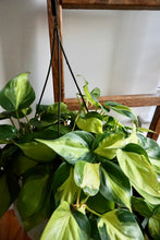 Load image into Gallery viewer, Philodendron hederaceum 'Brasil' (Heartleaf Philodendron)
