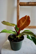 Load image into Gallery viewer, Philodendron erubescens 'McColley's Finale'
