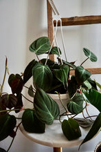 Load image into Gallery viewer, Philodendron hederaceum var. hederaceum (Velvet Philodendron)