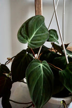 Load image into Gallery viewer, Philodendron hederaceum var. hederaceum (Velvet Philodendron)