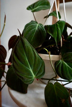 Load image into Gallery viewer, Philodendron hederaceum var. hederaceum (Velvet Philodendron)