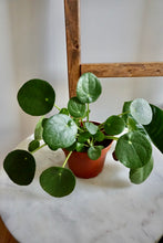 Load image into Gallery viewer, Pilea peperomioides (Chinese Money Plant)