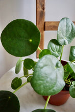 Load image into Gallery viewer, Pilea peperomioides (Chinese Money Plant)