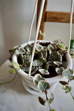 Load image into Gallery viewer, Ceropegia woodii 'Variegata' (Variegated String of Hearts)