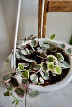 Load image into Gallery viewer, Ceropegia woodii 'Variegata' (Variegated String of Hearts)