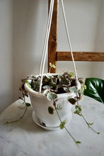 Load image into Gallery viewer, Ceropegia woodii 'Variegata' (Variegated String of Hearts)