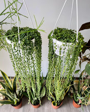 Load image into Gallery viewer, Curio rowleyanus (String-of-Pearls)