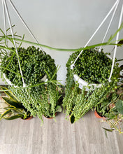 Load image into Gallery viewer, Curio rowleyanus (String-of-Pearls)