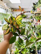 Load image into Gallery viewer, Hoya carnosa 'Krimson Princess' (Wax Plant)