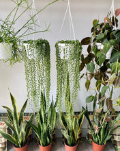 Load image into Gallery viewer, Curio rowleyanus (String-of-Pearls)