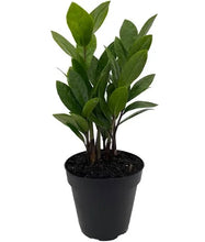 Load image into Gallery viewer, Zamioculcas zamiifolia (ZZ Plant)