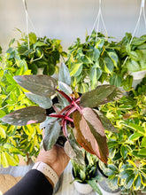 Load image into Gallery viewer, Philodendron erubescens 'Pink Princess'
