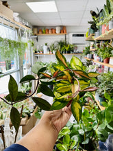 Load image into Gallery viewer, Hoya carnosa 'Krimson Princess' (Wax Plant)