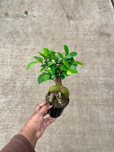 Load image into Gallery viewer, Ficus microcarpa 'Ginseng' (Ginseng Ficus)
