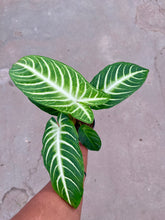 Load image into Gallery viewer, Phyllotaenium lindenii 'Magnificum'
